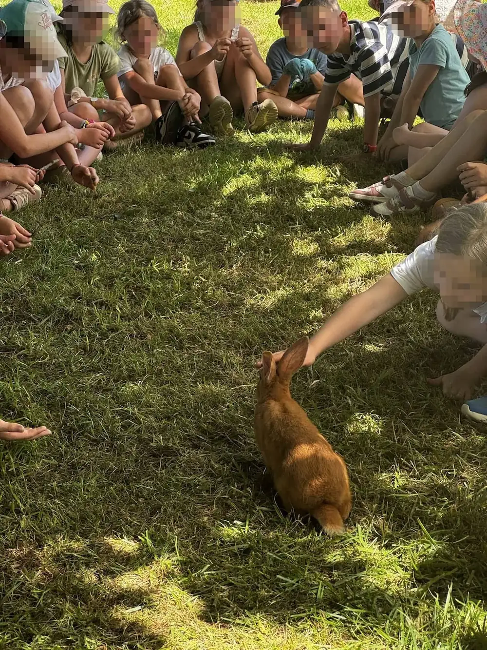 Un enfant caresse un lapin lors d'un atelier découverte des animaux
